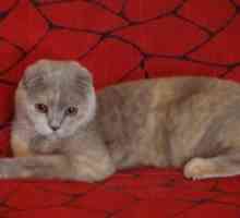 Glavne barve Scottish Fold mačk