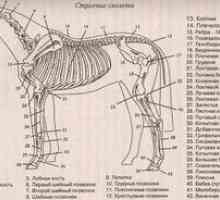 Značilnosti anatomske strukture konjskega okostja