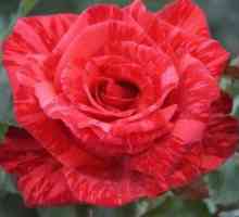 Značilnosti in pogoji za nego krompirjeve hibridne vrtnice so povečali rdečo intuicijo