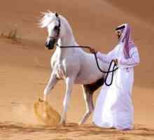 Značilnosti konj pasme Arabski konj