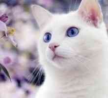 Značilnosti pasem belih mačk z modrimi očmi
