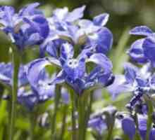 Značilnosti sajenja in oskrbe za sibirsko iris
