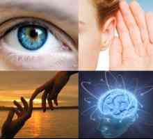 Značilnosti percepcije informacij z audialnim vizualnim kinestetikom