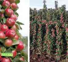 Značilnosti gojenja kolumnirane jablane sorte Vasyugan