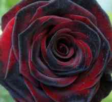 Značilnosti rastočih vrtnic "črna magija"