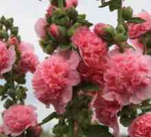 Posebnosti rastočega rožnatega stebla (seva) iz semen