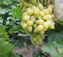 Značilnosti rastoče grozdja arkadija, pregledi vrtnarjev