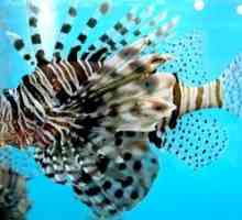 Posebnosti življenja rib iz lionfish