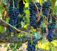 Značilnosti zimskih trdih in zmrznjenih sort grozdja