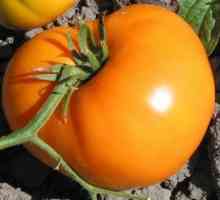 Domači eksotični: paradižnik persimmon, karakterizacija in opis sorte