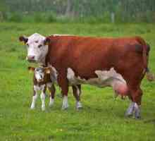 Krava koča: znaki, kako se krava rodi