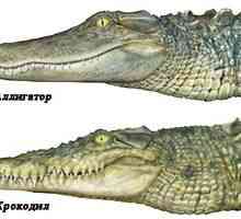Razlika aligatorja iz krokodila. Kaj je lahko drugačno