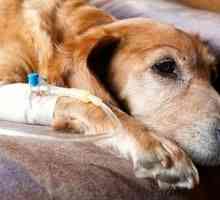 Pankreatitis pri psih: vzroki, simptomi, zdravljenje in preprečevanje