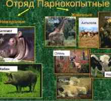 Artiodaktilne živali: razred prežvekovalcev