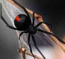 Spider Black Widow - strupeni predator