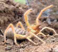 Spider falanks - "škorpijon vetra", insekt, prebivalec toplejših držav