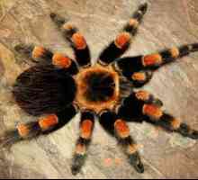 Spider tarantula doma