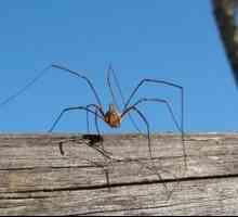 Spider sojinec: opis pajka z dolgimi nogami