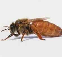 Beefast čebele: opis pasme, značilnosti vrste