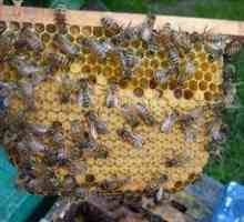 Črne čebele: značilnosti pasme in značilnosti čebel