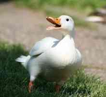 Peking Duck: opis vzreje pasme