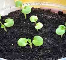 Pelargonij iz semen doma (geranij iz semen)