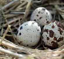 Prepilna jajca: koristi in škode, kako jih vzeti