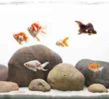 Piling ribe garra rufa: indikacije in kontraindikacije