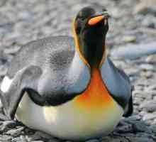 Pingvini: opis vrste, značilnosti in krajev, kjer živijo