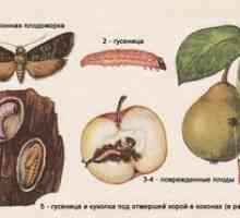 Žele sadje na jablanah: metode boja