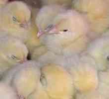 Zakaj piščanci umirajo in kaj naj se zdravijo?