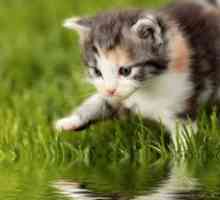 Zakaj se mačke bojijo vode: glavni razlogi in kako se soočiti z njim