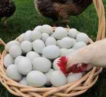 Zakaj piščanci lahko jedo jajca: kaj storiti