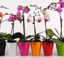 Zakaj orhideja ne cvetijo doma? Kaj naj storim?