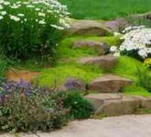 Zemeljski trajnice za vrt: plazeče in plazeče rastline