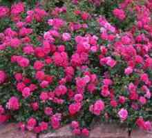 Zemeljske pokrivne vrtnice cvetijo vse poletje