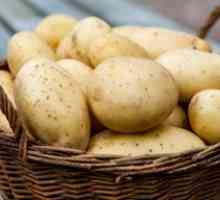Priprava krompirja za sajenje: vrste in opis