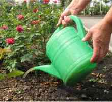 Vrh preliv vrtnic: kakšno gnojilo je treba uporabiti in kdaj je bolje