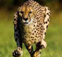 Indikatorji hitrosti geparda, kjer živi