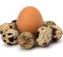 Koristi in škoda prepeljenih jajc za človeško telo