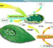 Koncept fotosinteze, kje in kaj se zgodi v lahki fazi fotosinteze
