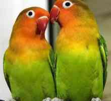 Papagaji so neločljivi: značilnosti vrste, skrb in vsebina