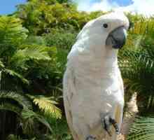 Parrot Cockatoo: Lepa ptica, spremljevalec in prijatelj