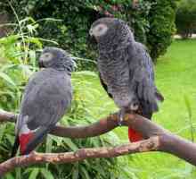 Parrot je pohlepna ali afriška siva papiga