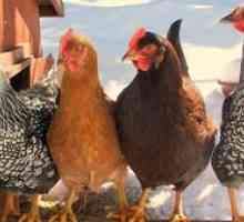 Vrste piščancev: najboljši sloji za kmetijo