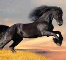 Pasme konj: vrste, fotografije, opis čistokrvnih konj