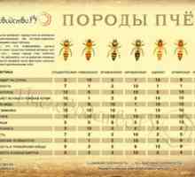 Pasme čebel: opis in fotografije najbolj priljubljenih pasem čebel