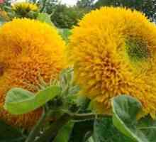 Sajenje dekorativnih sončnic iz semen in skrb za njih