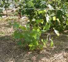Saditev in skrb za grozdje na prostem