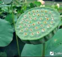 Sajenje in gojenje lotosovih semen iz semen doma